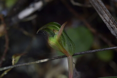 Pterostylis auriculata