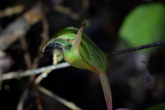 Pterostylis auriculata