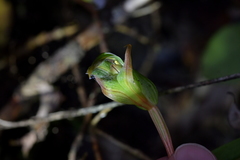 Pterostylis auriculata