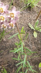 Asclepias flexuosa