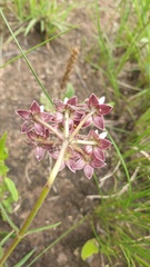 Asclepias flexuosa