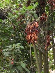 Erythrina rubrinervia