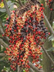 Erythrina rubrinervia