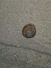 Xeroplexa intersecta