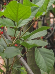 Erythrina rubrinervia