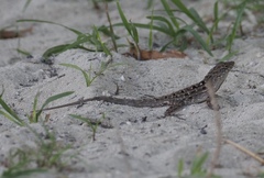 Anolis sagrei sagrei