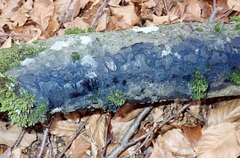 Biscogniauxia nummularia