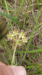 Asclepias flexuosa