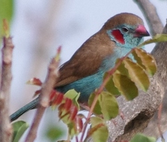 Uraeginthus bengalus