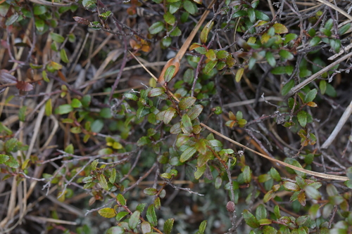 Image of Gaultheria depressa by (c) Christopher Stephens, some rights reserved (CC BY-SA)