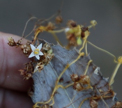 Cuscuta nitida