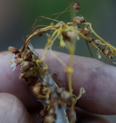 Cuscuta nitida