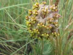 Asclepias vicaria