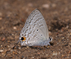 Catochrysops panormus exiguus