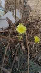 Launaea procumbens