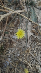 Launaea procumbens