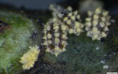 Nipaecoccus aurilanatus