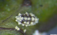 Nipaecoccus aurilanatus