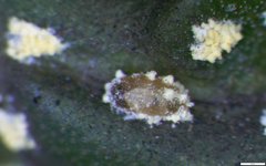 Nipaecoccus aurilanatus