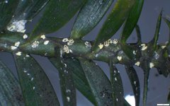 Nipaecoccus aurilanatus