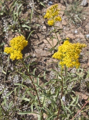 Solidago