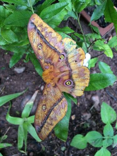 Wahlberg's Emperor