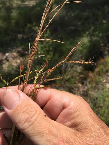 Jaragua Grass Variety Hyparrhenia Rufa Rufa · Inaturalist