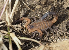 Heteroctenus junceus