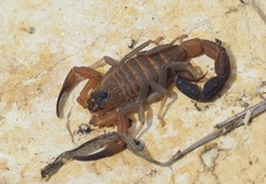 Heteroctenus junceus