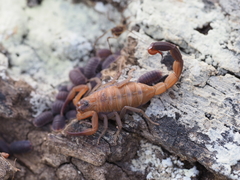 Heteroctenus junceus