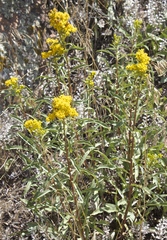 Solidago