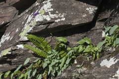 Omphalodes rupestris lojkae