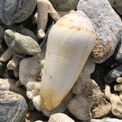Conus terebra