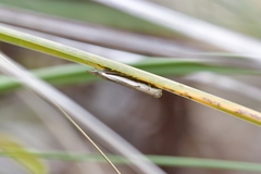 Orocrambus flexuosellus