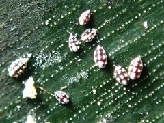 Nipaecoccus aurilanatus