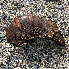 Panulirus penicillatus