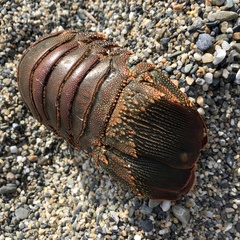 Panulirus penicillatus