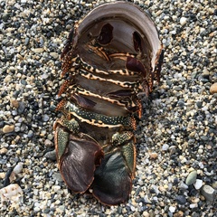 Panulirus penicillatus