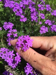 Glandularia aristigera