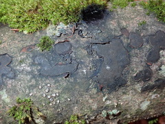 Biscogniauxia nummularia