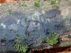 Biscogniauxia nummularia