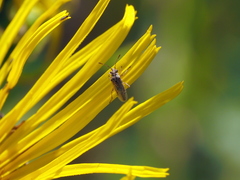 Nysius graminicola