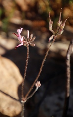 Pelargonium ternifolium