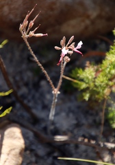 Pelargonium ternifolium