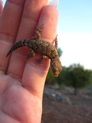 Mediodactylus orientalis