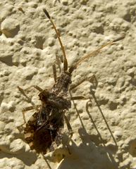 Centrocoris variegatus