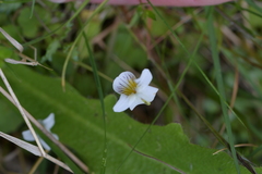 Viola cunninghamii
