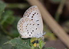 Pseudozizeeria maha maha