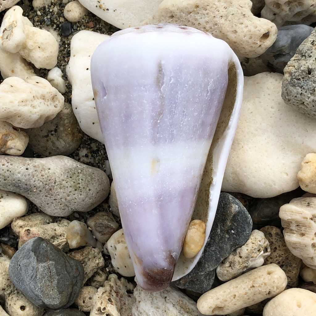 Conus distans