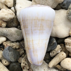 Conus distans